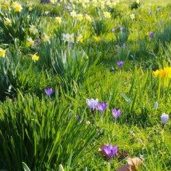 krokussen en narcissen
