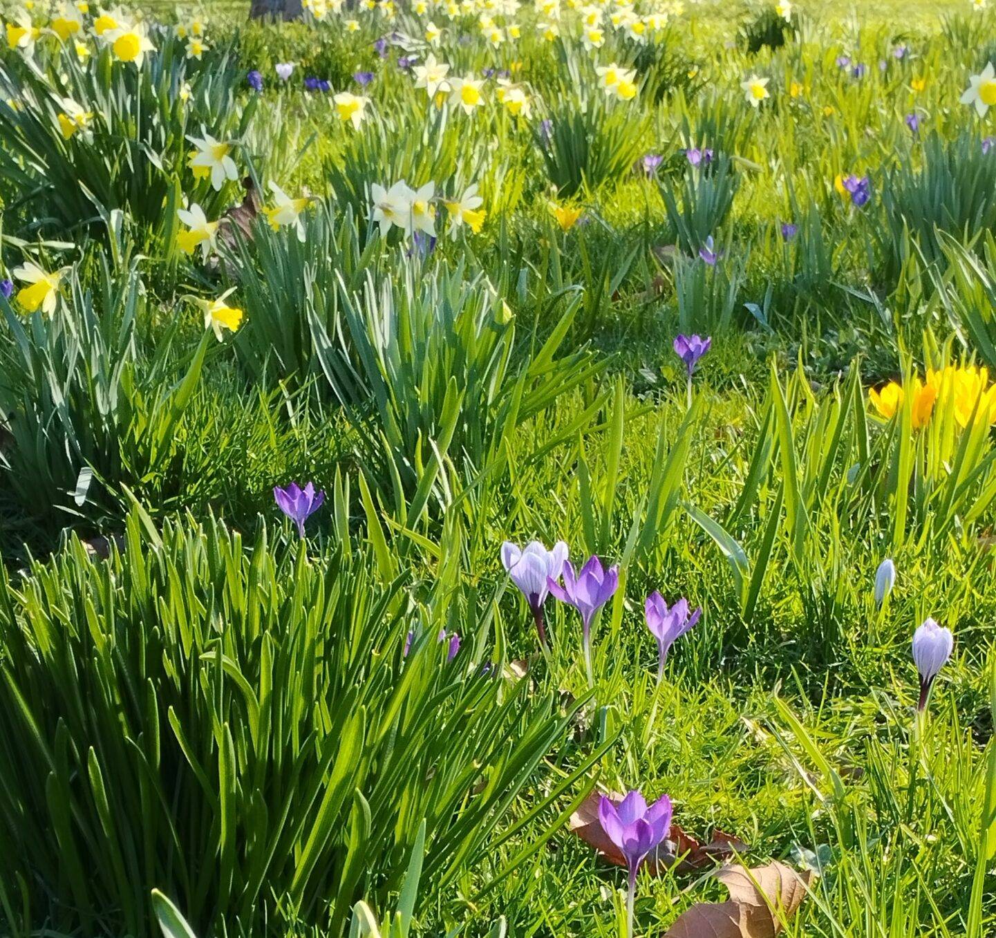 krokussen en narcissen
