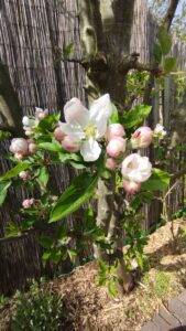 appelbloesem