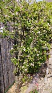 appelboom in bloei