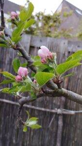 appelbloesem