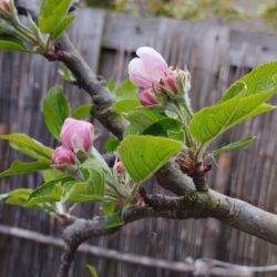 appelbloesem