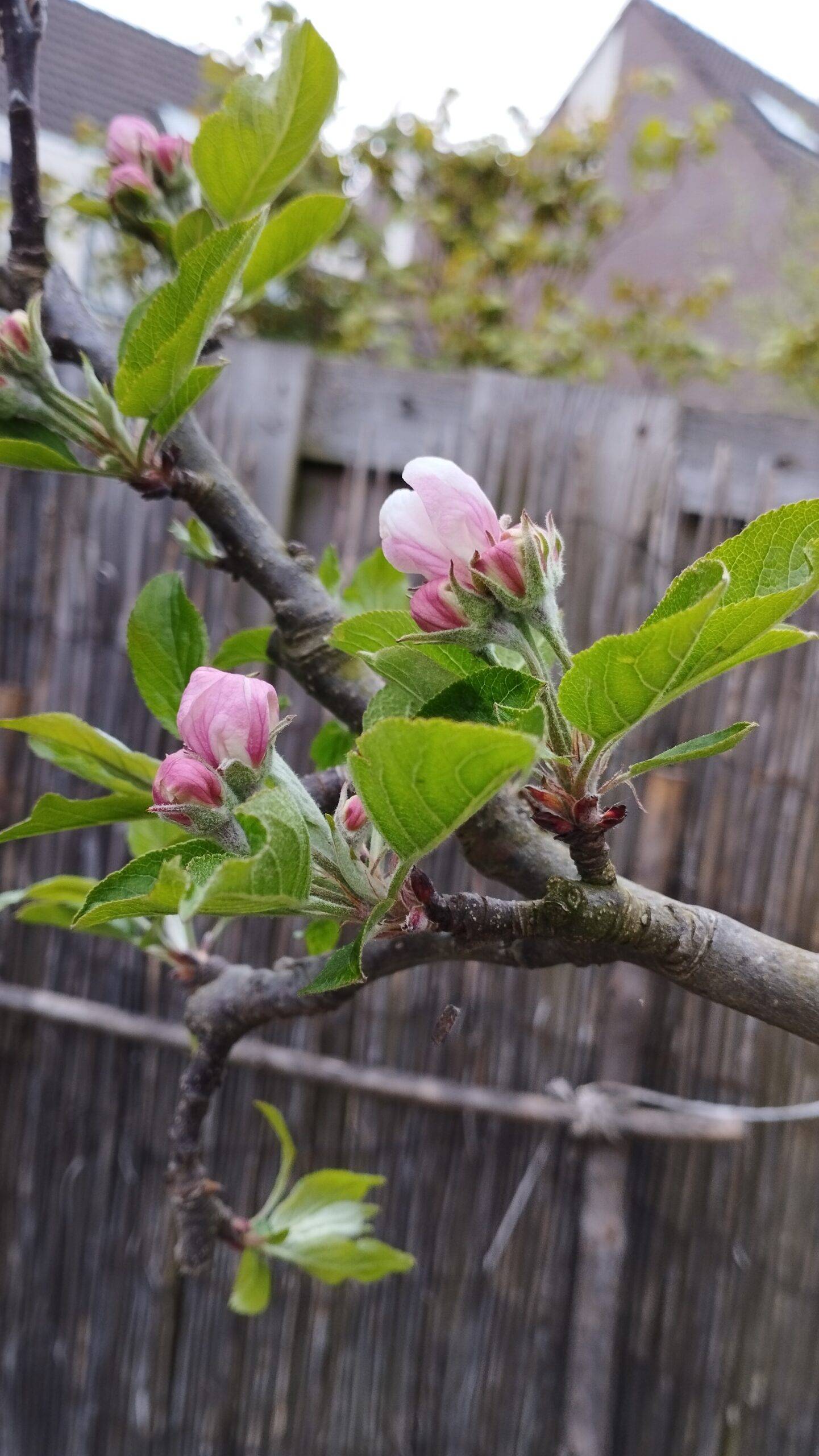 appelbloesem