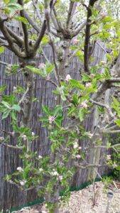 appelboom in bloei