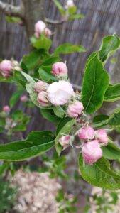 appelbloesem
